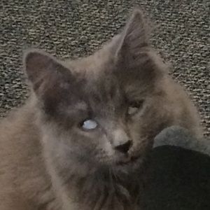 Meet your Posher, Faith